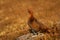 Male Red Grouse in heather moorland, Scotland