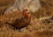 Male Red Grouse in heather moorland, Scotland