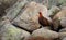 Male red grouse perched on rocks