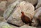 Male red grouse perched on rocks