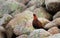 Male red grouse perched on rocks