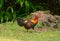 Male Red junglefowl (Gallus gallus)