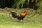 Male Red junglefowl (Gallus gallus)