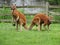 Male Red Kangaroos