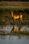 Male red lechwe stands staring in marshes