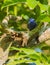 Male Red-legged Honeycreeper