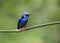 Male Red-legged Honeycreeper, Costa Rica