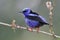 Male Red-legged Honeycreeper - Panama