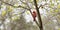 A male red Northern cardinal Cardinalis cardinalis sits in a dogwood tree