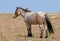 Male Red Roan Wild Horse Mustang Stallion on Sykes Ridge in the Pryor Mountains Wild Horse Range on the border of Wyoming in the