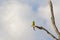 Male Red rumped Parrot bird (Grass Parrot) in green and yellow c