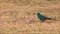 The male Red-rumped Parrot grass parrot eating some grass on a field alone in Australia.