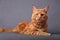 Male red solid maine coon cat lying with beautiful brushes on th