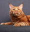Male red solid maine coon cat lying with beautiful brushes on th