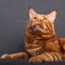 Male red solid maine coon cat lying with beautiful brushes on th