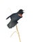 Male Red-winged Blackbird