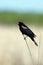Male Red-winged Blackbird Perched on reed