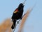 Male Red-winged Blackbird Standing in a Tree
