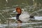 Male redhead duck Aythya americana .