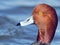 Male Redhead Duck Close-up