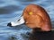 Male Redhead Duck Close-up