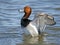 Male Redhead Duck Flapping Wings