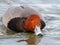 A Male Redhead Duck floating on the river