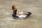 Male Redhead Duck Wading