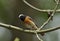 Male Redstart