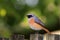 The male Redstart
