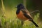 male redstart bird in morning dew, its feathers glistening