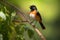 male redstart bird perched on branch, singing