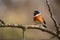male redstart bird perched on branch, singing