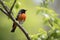 male redstart bird perched on tree branch, singing