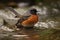 male redstart bird in pool of water
