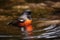 male redstart bird in pool of water