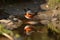 male redstart bird in shallow stream, with reflection visible