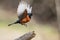 male redstart bird swooping down to catch insect for its meal