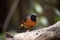 male redstart bird swoops in for close-up shot