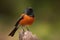 male redstart displaying its colorful plumage to the camera