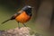 male redstart displaying its colorful plumage to the camera