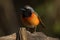 male redstart displaying its colorful plumage to the camera