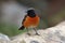 male redstart displaying its colorful plumage to the camera