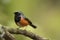 male redstart perching on branch, surveying its surroundings