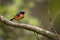male redstart perching on tree branch, watching for prey