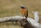 A male Redstart, Phoenicurus phoenicurus, perching on a branch in heathland. It is hunting for insects to eat.