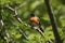 male redstart on sun-dappled perch, surrounded by greenery