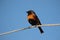 male redstart on wire, with blue sky in the background