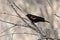 A male redwinged blackbird sits on bare branches