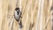 Male Reed Bunting